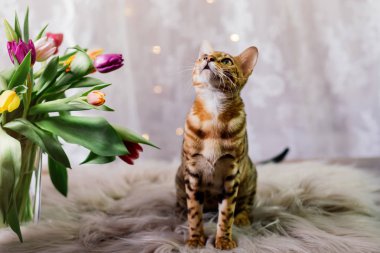 Bengal kedi çiçekli