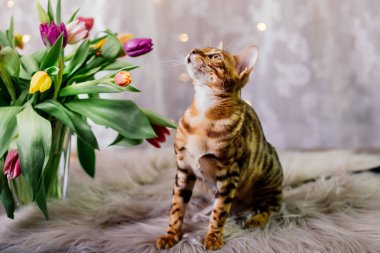 Bengal kedi çiçekli