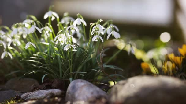 Fiori primaverili bucaneve crochi — Video Stock