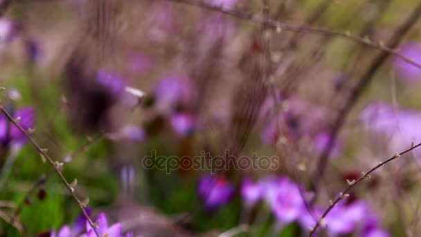 Frühling Blumen Schneeglöckchen Krokusse — Stockvideo