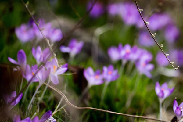 Flores da primavera gotas de neve crocos — Fotografia de Stock