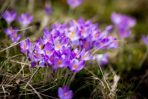 Flores da primavera gotas de neve crocos — Fotografia de Stock