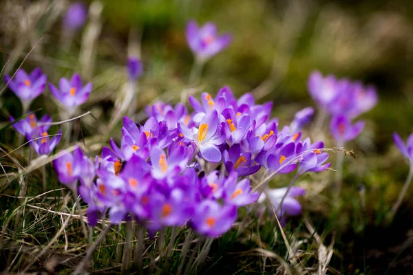Flores da primavera gotas de neve crocos — Fotografia de Stock