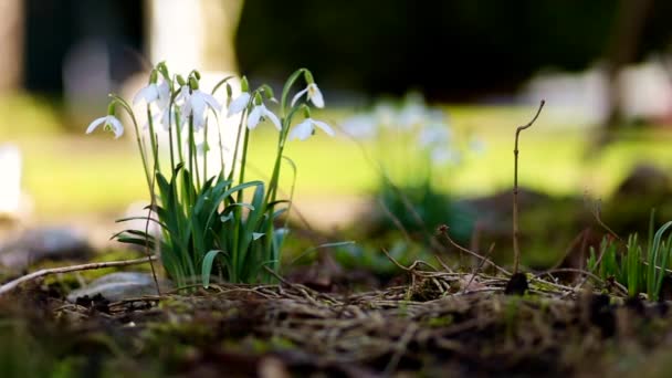 Spring flowers snowdrops crocuses — Stock Video