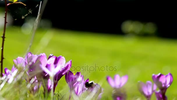 Frühling Blumen Schneeglöckchen Krokusse — Stockvideo