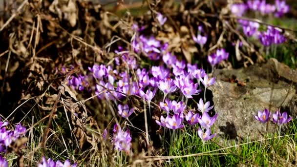 Frühling Blumen Schneeglöckchen Krokusse — Stockvideo