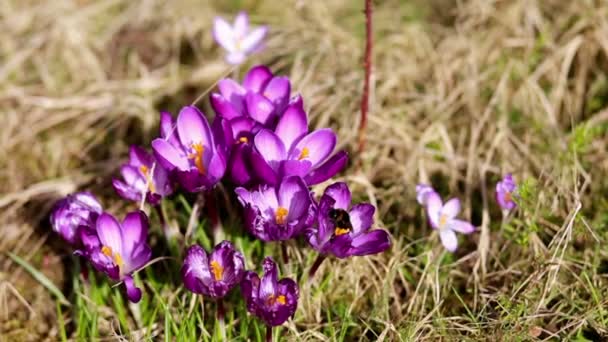 Spring flowers snowdrops crocuses — Stock Video
