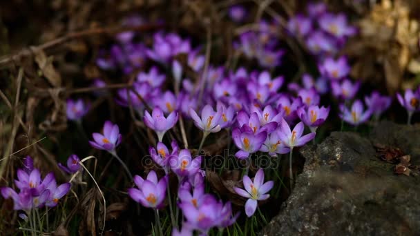 Wiosenne kwiaty Przebiśniegi krokusy — Wideo stockowe