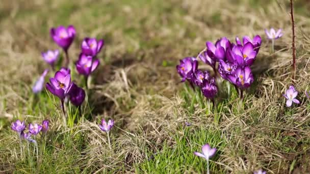 Wiosenne kwiaty Przebiśniegi krokusy — Wideo stockowe