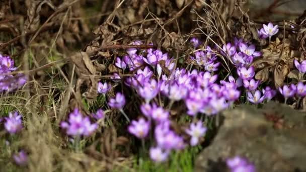 Весняні квіти проліски крокуси — стокове відео