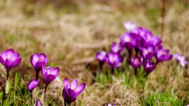 bahar çiçekleri kardelen çiğdemler