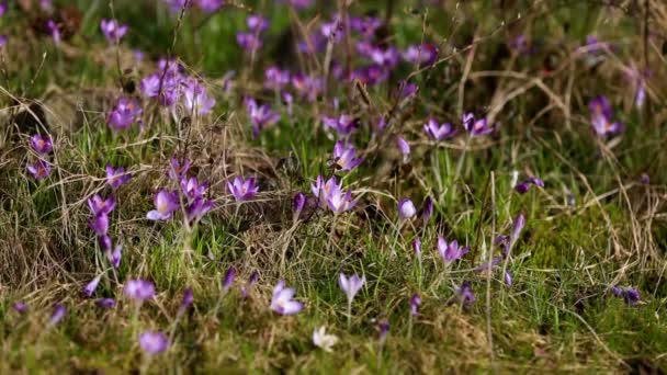 Frühling Blumen Schneeglöckchen Krokusse — Stockvideo