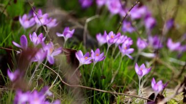 bahar çiçekleri kardelen çiğdemler