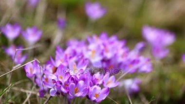 bahar çiçekleri kardelen çiğdemler