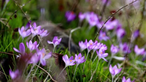 봄 꽃 snowdrops 크 로커 스 — 비디오
