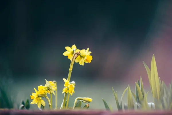 Narciso flores primavera fundo — Fotografia de Stock