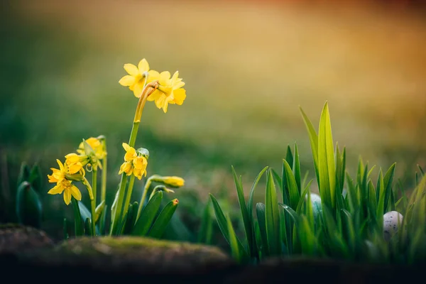 Narcisser blommor våren bakgrund — Stockfoto