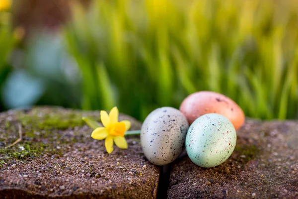 Narcissus och påsk ägg — Stockfoto