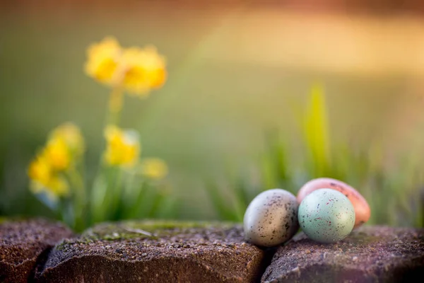 Narcissus och påsk ägg — Stockfoto