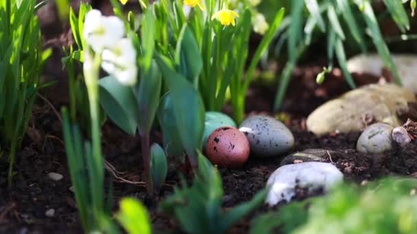 Narcisos y huevos de Pascua — Vídeo de stock