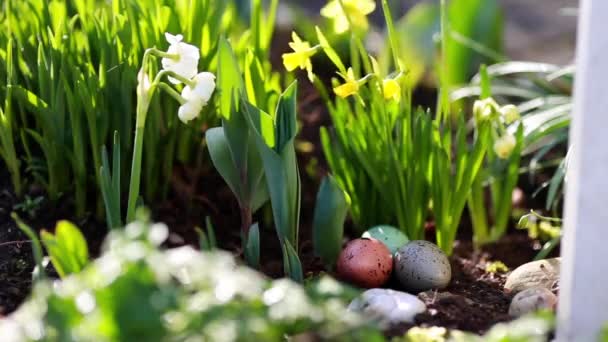 Narcissus and easter eggs — Stock Video