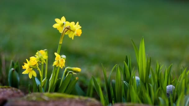 Narcisos y huevos de Pascua — Vídeos de Stock