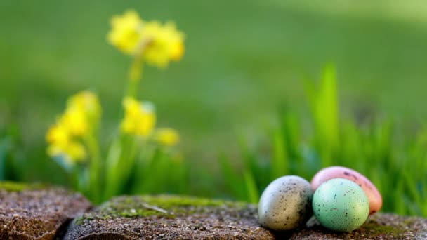 Narcissus и пасхальные яйца — стоковое видео