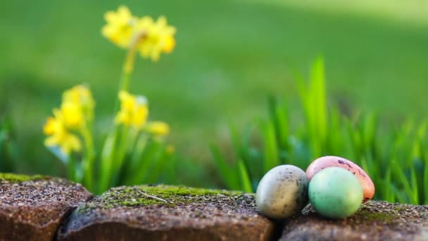 Narcissus and easter eggs — Stock Video