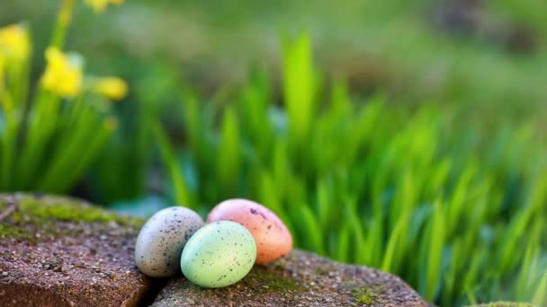 Narcissus and easter eggs — Stock Video