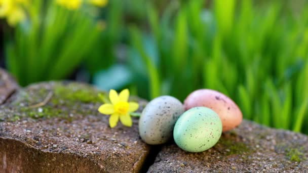 水仙和复活节鸡蛋 — 图库视频影像