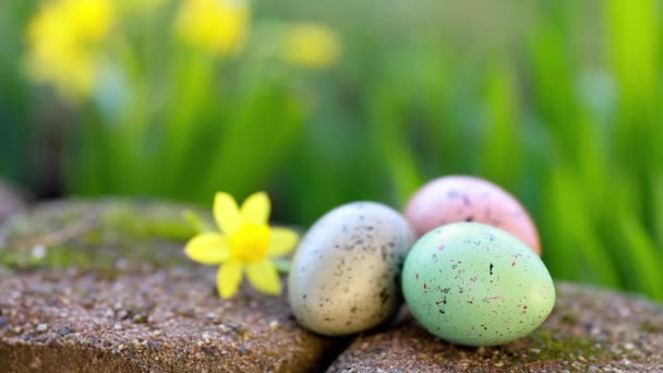 Narcissus and easter eggs — Stock Video