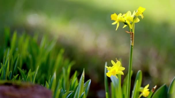 Narcisos y huevos de Pascua — Vídeo de stock