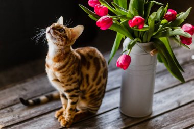 Lale ile Bengal kedi