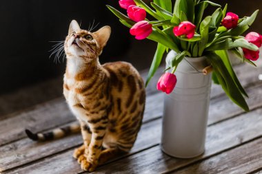 Lale ile Bengal kedi