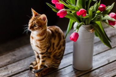 Lale ile Bengal kedi