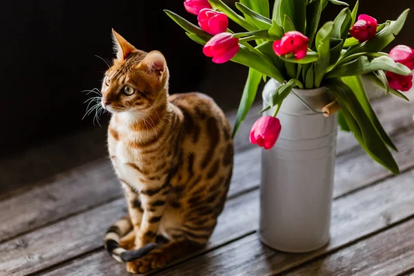 stock image bengal cat with tulips