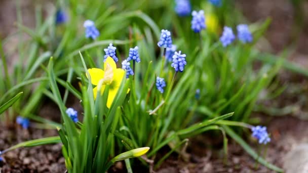 Narciso de primavera e tulipas — Vídeo de Stock