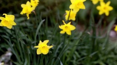 Bahar nergis ve laleler