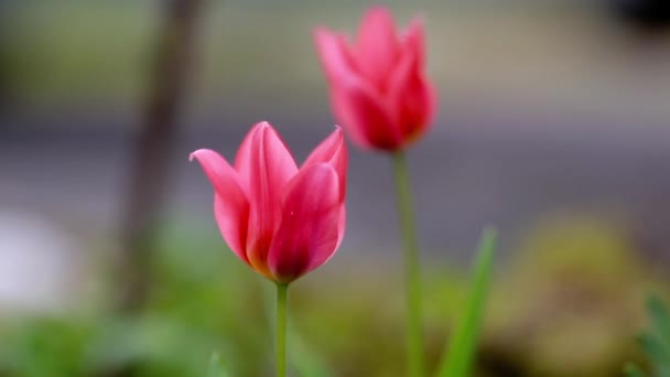 Narciso de primavera y tulipanes — Vídeo de stock