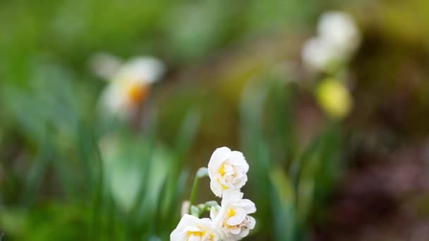 Narzissen und Tulpen im Frühling — Stockvideo