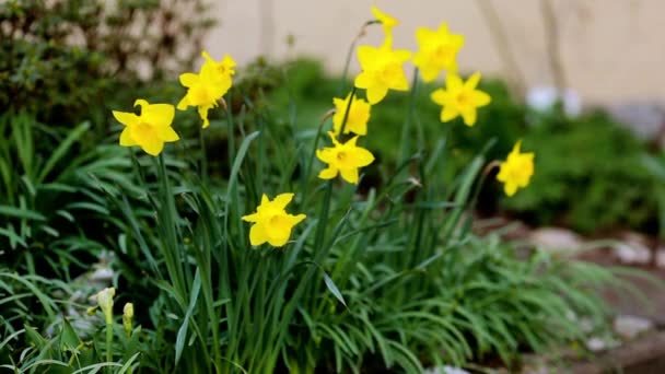 Lente narcissen en tulpen — Stockvideo