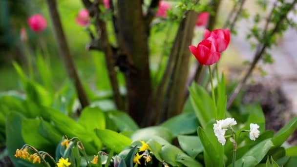 narcisse de printemps et tulipes 