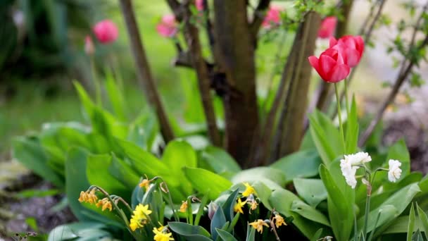 narcisse de printemps et tulipes 