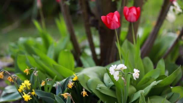 narcisse de printemps et tulipes 