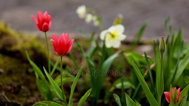 Lente narcissen en tulpen — Stockvideo