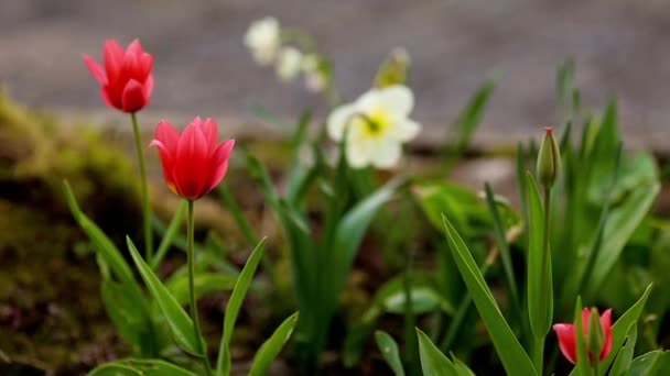 Narciso primaverile e tulipani — Video Stock