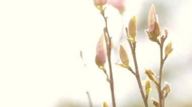 Magnololia ve bahar Almanya