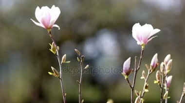 Magnololia ve bahar Almanya