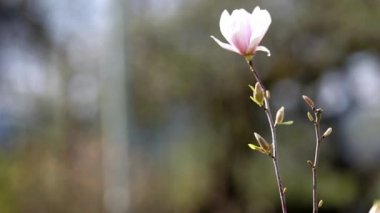 Magnololia ve bahar Almanya