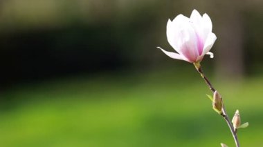 Magnololia ve bahar Almanya